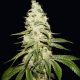 Mont Blanc - T.H. Seeds | TanieSianie.pl