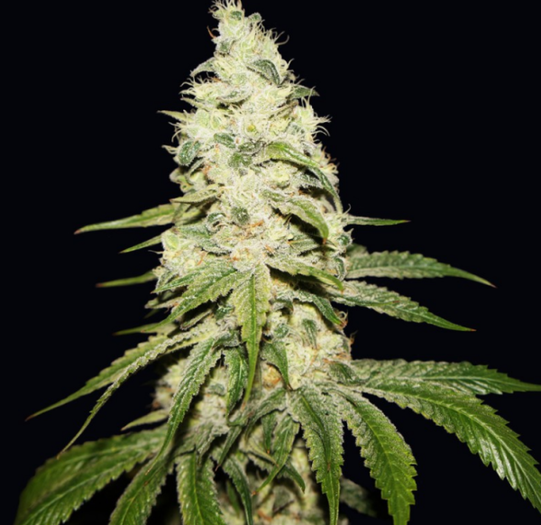 Mont Blanc - T.H. Seeds | TanieSianie.pl