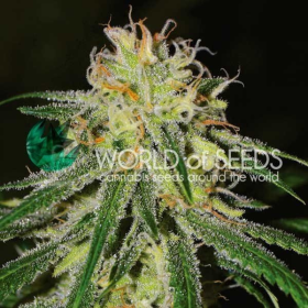 Amnesia Early Harvest - WORLD OF SEEDS | TanieSianie.pl