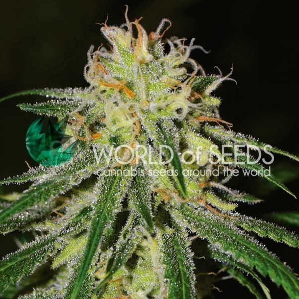 Amnesia Early Harvest - WORLD OF SEEDS | TanieSianie.pl
