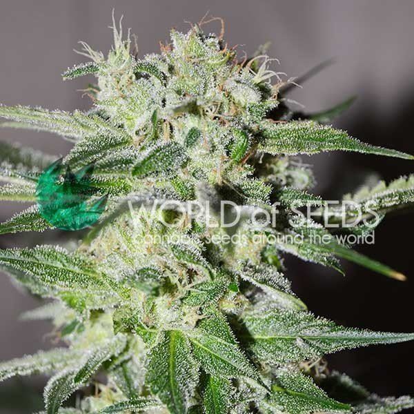 Pakistan Valley Early Harvest - WORLD OF SEEDS | TanieSianie.pl