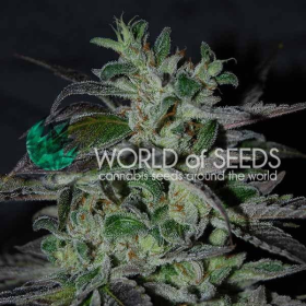 Strawberry Blue Early Harvest - WORLD OF SEEDS | TanieSianie.pl