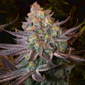 Seriotica - SERIOUS SEEDS | TanieSianie.pl