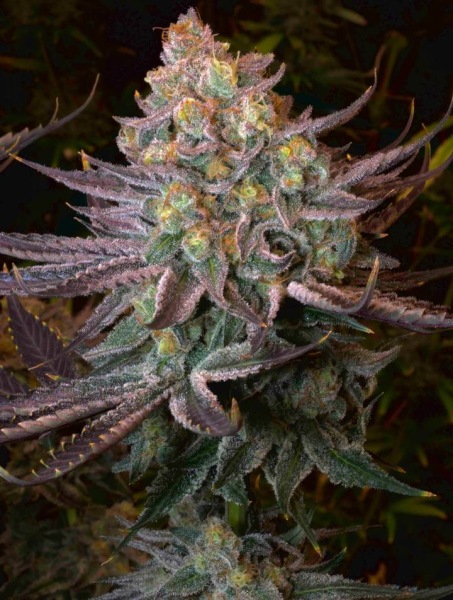 Seriotica - SERIOUS SEEDS | TanieSianie.pl