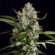 Seriosa - SERIOUS SEEDS | TanieSianie.pl