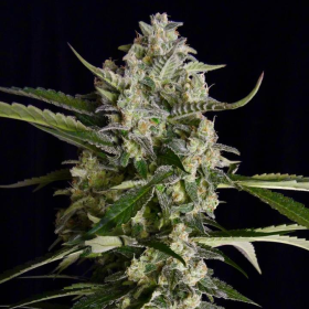 Seriosa - SERIOUS SEEDS | TanieSianie.pl
