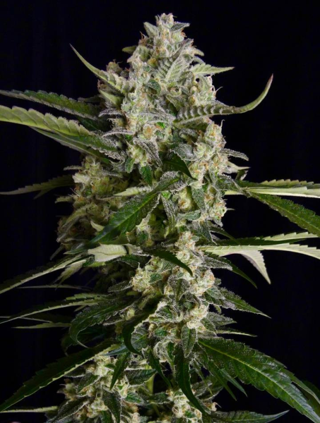 Seriosa - SERIOUS SEEDS | TanieSianie.pl