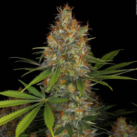 Strawberry AK Strain - SERIOUS SEEDS | TanieSianie.pl