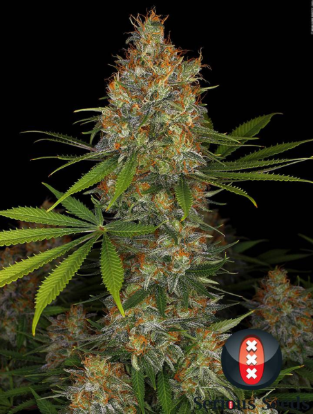 Strawberry AK Strain - SERIOUS SEEDS | TanieSianie.pl