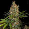 Strawberry AK Strain - SERIOUS SEEDS