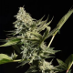 Glowstarz - PARADISE SEEDS | TanieSianie.pl