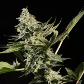 Glowstarz - PARADISE SEEDS | TanieSianie.pl