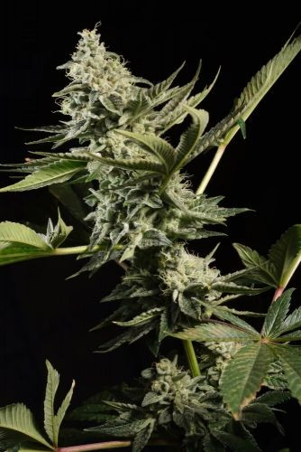 Glowstarz - PARADISE SEEDS | TanieSianie.pl