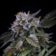 White Noise - PARADISE SEEDS | TanieSianie.pl