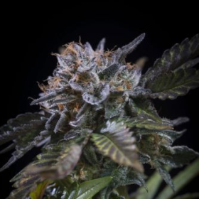 White Noise - PARADISE SEEDS | TanieSianie.pl