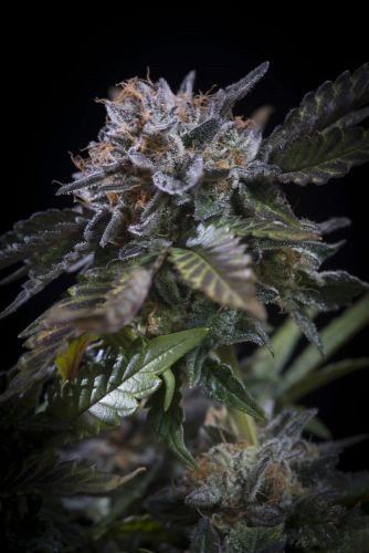 White Noise - PARADISE SEEDS | TanieSianie.pl