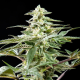 Rich Candy CBD - PHILOSOPHER SEEDS | TanieSianie.pl