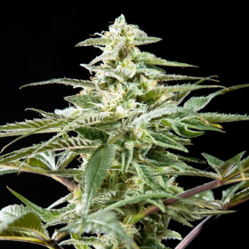 Rich Candy CBD - PHILOSOPHER SEEDS | TanieSianie.pl