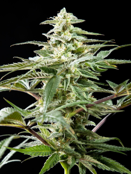 Rich Candy CBD - PHILOSOPHER SEEDS | TanieSianie.pl