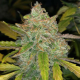 Purple Sunset Auto - PHILOSOPHER SEEDS | TanieSianie.pl