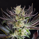 Purple Punch x Do-Si-Dos - PHILOSOPHER SEEDS | TanieSianie.pl