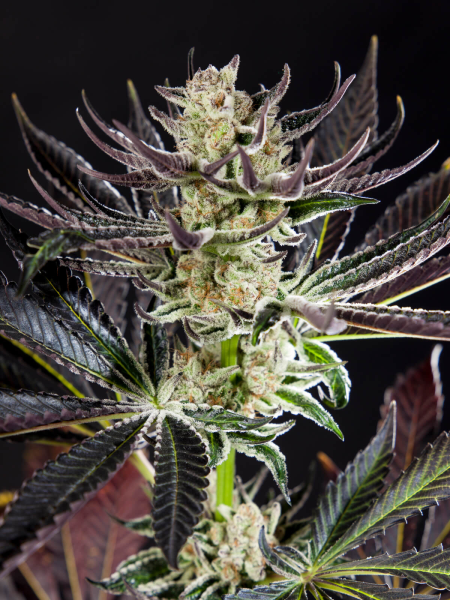 Purple Punch x Do-Si-Dos - PHILOSOPHER SEEDS | TanieSianie.pl