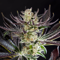 Purple Punch x Do-Si-Dos - PHILOSOPHER SEEDS
