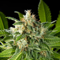Da Critical - PHILOSOPHER SEEDS