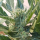 Banana Zkittlez Auto - PHILOSOPHER SEEDS | TanieSianie.pl