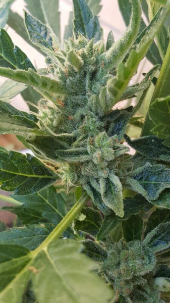 Banana Zkittlez Auto - PHILOSOPHER SEEDS | TanieSianie.pl