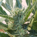 Banana Zkittlez Auto - PHILOSOPHER SEEDS