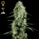 Super Silver Haze - GREEN HOUSE SEEDS | TanieSianie.pl