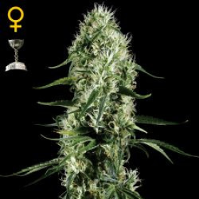 Super Silver Haze - GREEN HOUSE SEEDS | TanieSianie.pl
