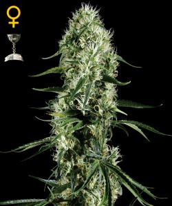 Super Silver Haze - GREEN HOUSE SEEDS | TanieSianie.pl