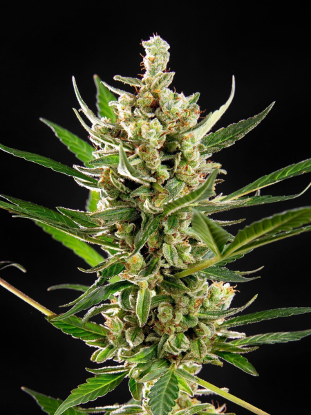 Wedding Cake Auto - PHILOSOPHER SEEDS | TanieSianie.pl