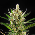 Wedding Cake Auto - PHILOSOPHER SEEDS