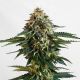 Kannabia THCV - KANNABIA SEED | TanieSianie.pl