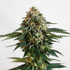 Kannabia THCV - KANNABIA SEED | TanieSianie.pl