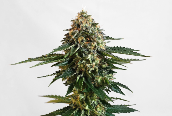 Kannabia THCV - KANNABIA SEED | TanieSianie.pl