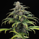 Kannabia CBG Auto - KANNABIA SEED | TanieSianie.pl