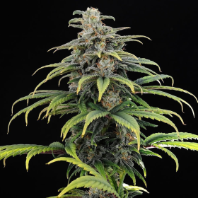 Kannabia CBG Auto - KANNABIA SEED | TanieSianie.pl