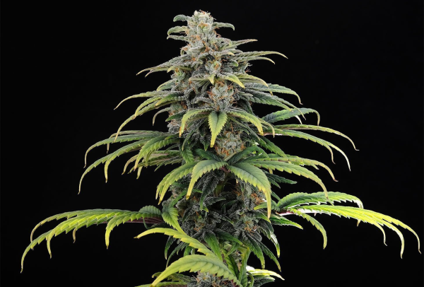 Kannabia CBG Auto - KANNABIA SEED | TanieSianie.pl