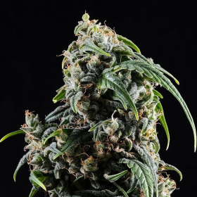 Kannabia CBDV Auto - KANNABIA SEED | TanieSianie.pl