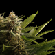 Colombian Jack - KANNABIA SEED | TanieSianie.pl