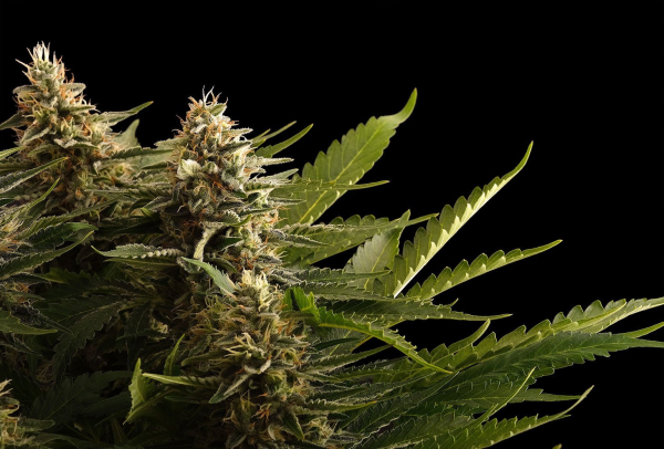 Colombian Jack - KANNABIA SEED | TanieSianie.pl