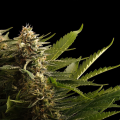 Colombian Jack - KANNABIA SEED