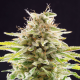 Super OG Kush - KANNABIA SEED | TanieSianie.pl