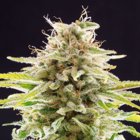 Super OG Kush - KANNABIA SEED | TanieSianie.pl