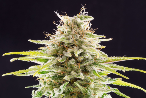 Super OG Kush - KANNABIA SEED | TanieSianie.pl