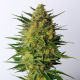 Super AK - KANNABIA SEED | TanieSianie.pl